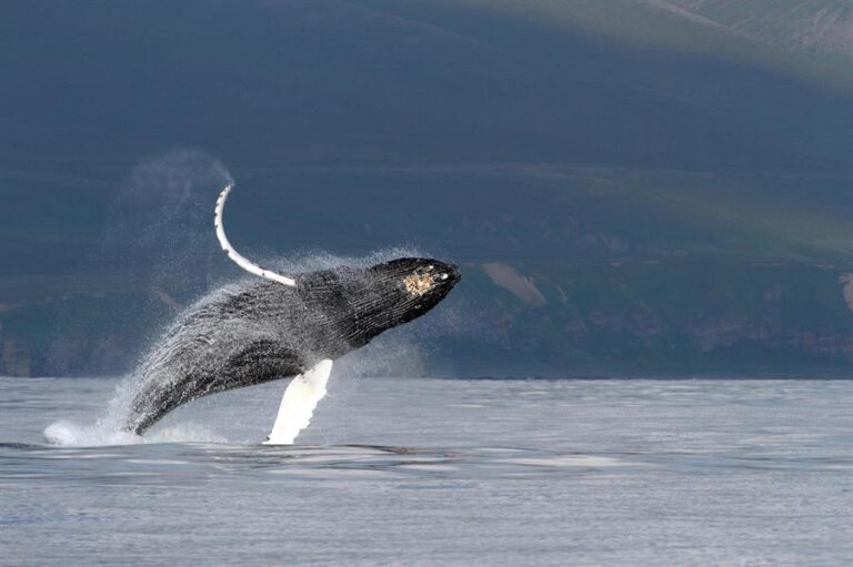 ¿Porqué cantan las ballenas?