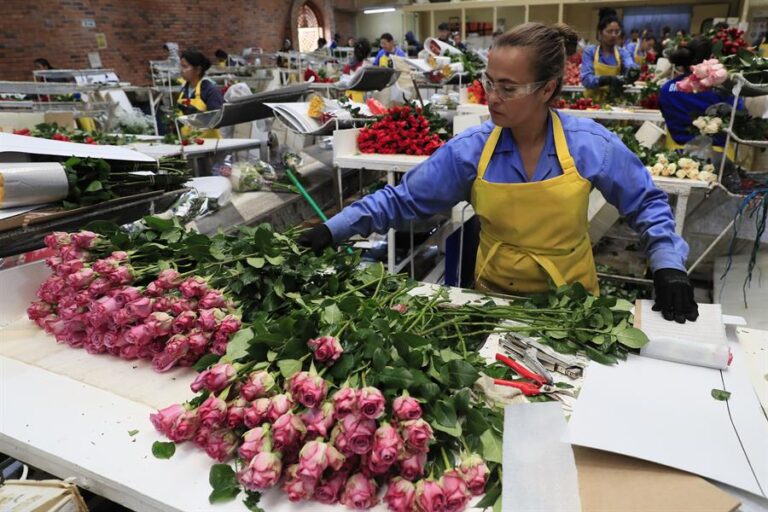 ¡Regalo de Rosas Colombianas!