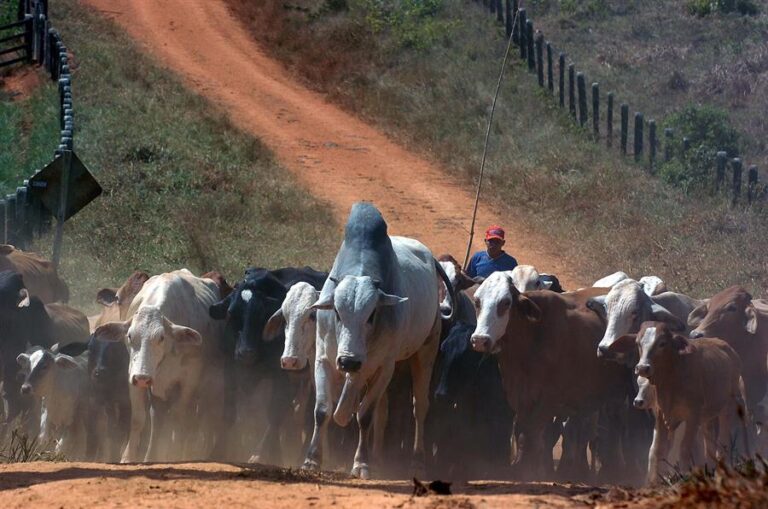 Paraguay Vacuna contra Aftosa