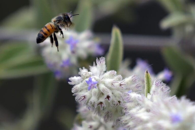 Proyecto mejora la biodiversidad de 52.308 hectáreas del sector agrícola en Latinoamérica.