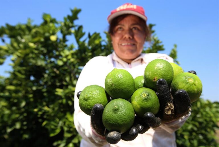 La producción agroalimentaria de México caerá un 1,9 % por crisis climática