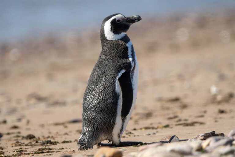 Instalan cámaras para transmitir en directo pingüinos de Magallanes