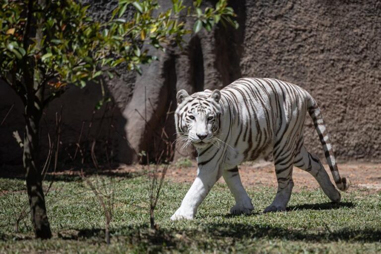 Dos tigres de bengala estrenan santuario en el zoológico de Guatemala