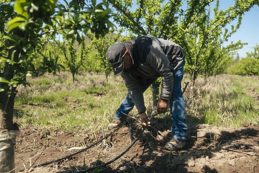 Fotografía cedida por Kilimo de un hombre sosteniendo un alambre en la zona de Peñaflor (Chile). EFE/ Kilimo /SOLO USO EDITORIAL NO VENTAS /SOLO DISPONIBLE PARA ILUSTRAR LA NOTICIA QUE ACOMPAÑA