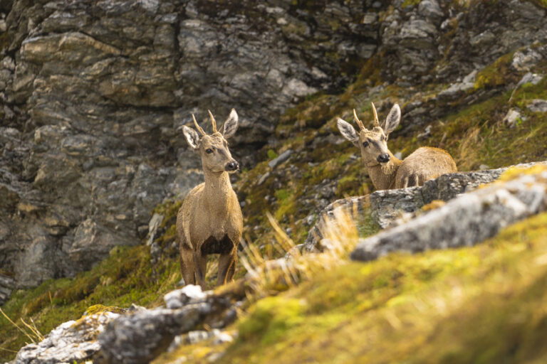Chile, optimista sobre el futuro del huemul, el ciervo en extinción más austral del mundo Chile, optimista sobre el futuro del huemul, el ciervo en extinción más austral del mundo