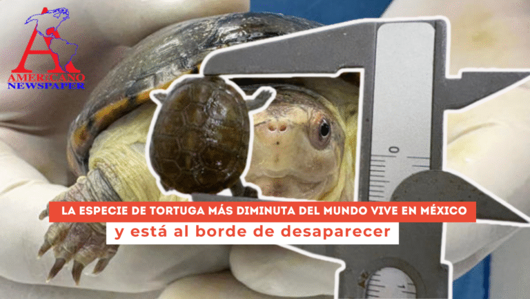 Las tortugas más pequeñas del mundo están en México… y apenas quedan 500