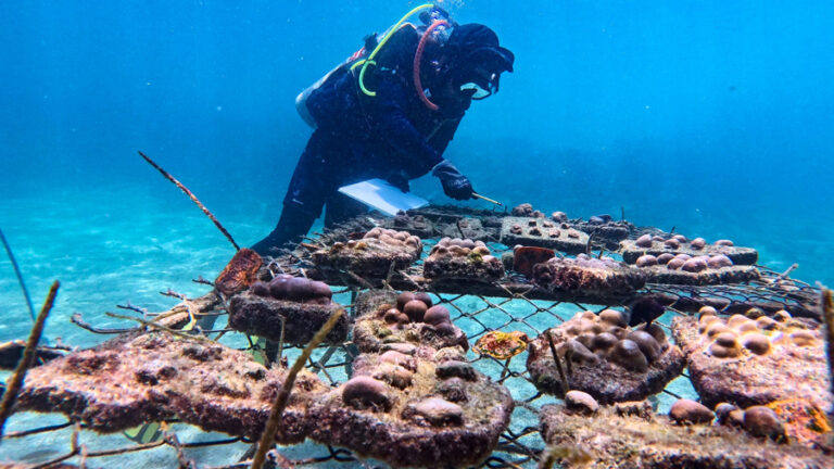 La recuperación de “supercorales” avanza en las Islas Galápagos