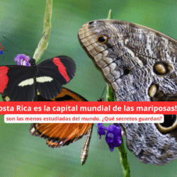 Costa Rica: El Paraíso Secreto de las Mariposas (¡8% de las Especies del Planeta Viven Aquí!)