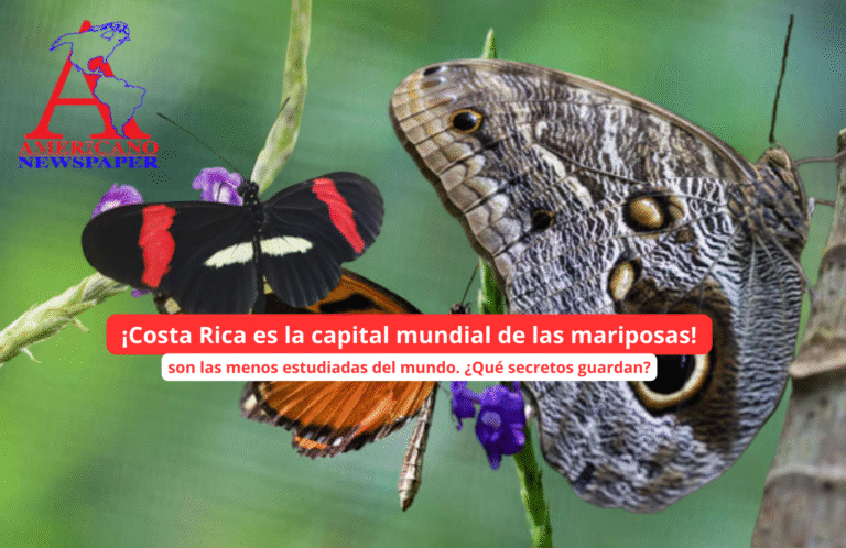 Costa Rica: El Paraíso Secreto de las Mariposas (¡8% de las Especies del Planeta Viven Aquí!)