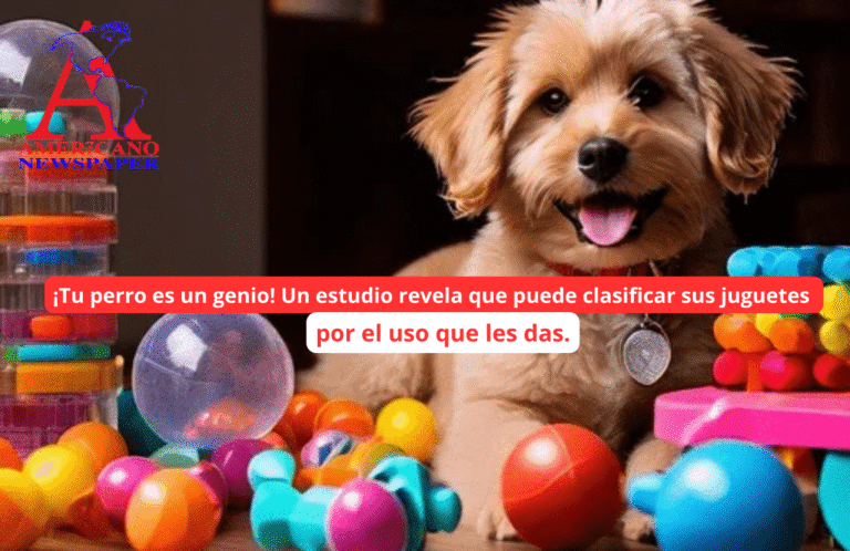 ¿Tan listos como un bebé? Descubren que los perros pueden clasificar sus juguetes por función