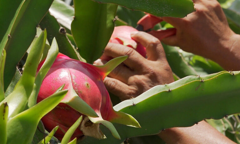 La agricultura digital crece tres veces ante reto de seguridad alimentaria, según reporte La agricultura digital crece tres veces ante reto de seguridad alimentaria, según reporte