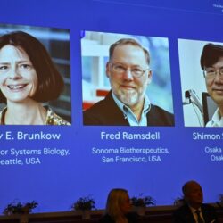 El Nobel de Medicina reconoce los descubrimientos sobre cómo se regula el sistema inmune