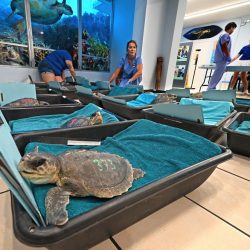 Llegan a Florida tortugas marinas lora para recuperarse del frío extremo del norte de EEUU