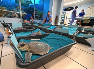 Llegan a Florida tortugas marinas lora para recuperarse del frío extremo del norte de EEUU