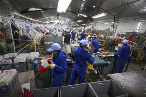 Las rosas ecuatorianas lideran las exportaciones por San Valentín