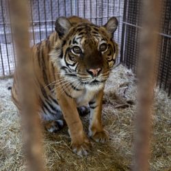 Osos y tigresa rescatados de un zoo en Argentina ya están en Europa