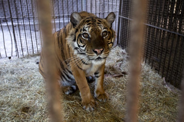 Osos y tigresa rescatados de un zoo en Argentina ya están en Europa Osos y tigresa rescatados de un zoo en Argentina ya están en Europa