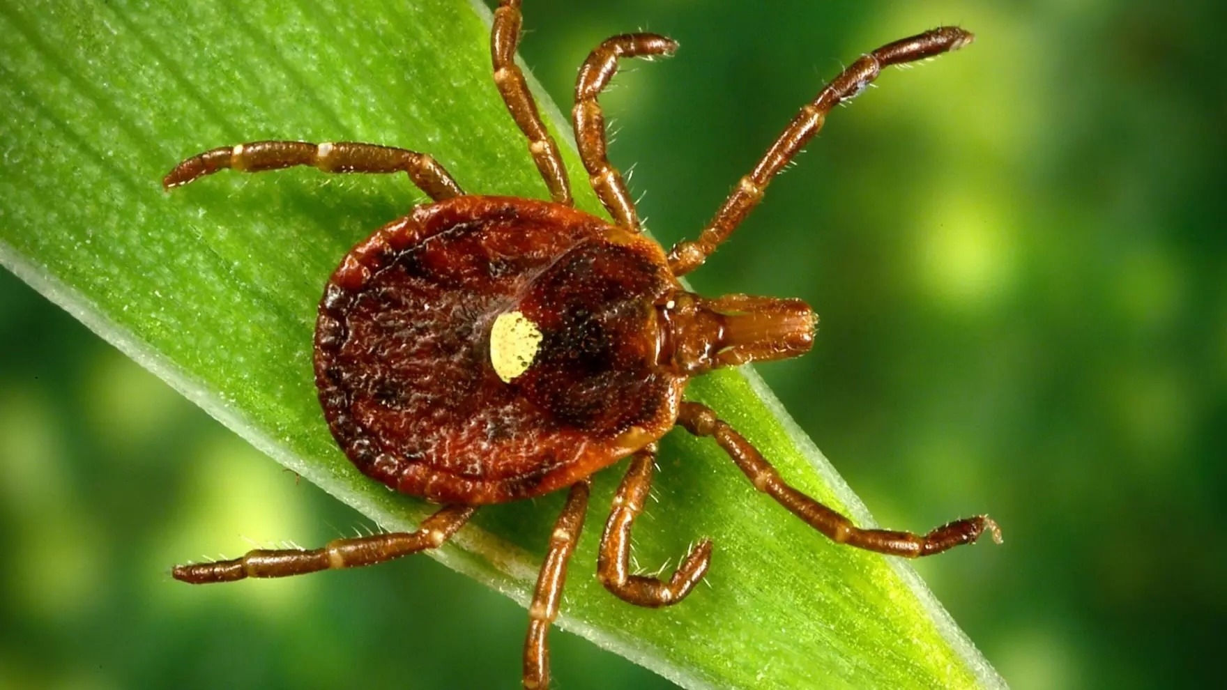 Una garrapata estrella solitaria, una especie muy agresiva que pica a los seres humanos. A veces, tras la picadura aparece una erupción circular. (Foto cortesía de los Centros para el Control y la Prevención de Enfermedades)