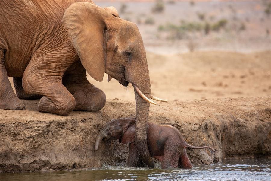 Fotograma cedido por National Geographic y Disney donde aparece una joven madre elefante mientras ayuda a su cría de un mes que se ha caído a un pozo de agua, durante una escena de la nueva docuserie "Incredible Animal Journeys" (viajes animales increíbles), que tiene siete episodios y ya está disponible en la plataforma Disney+ y en Hulu. EFE/National Geographic para Disney/Maia Sherwood-Rogers