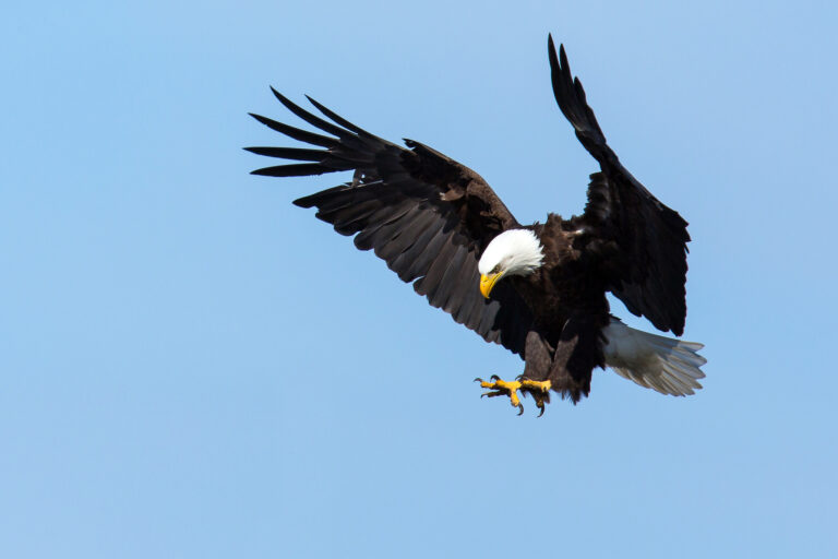 Hopes soar as NJ’s bald eagle numbers grow!