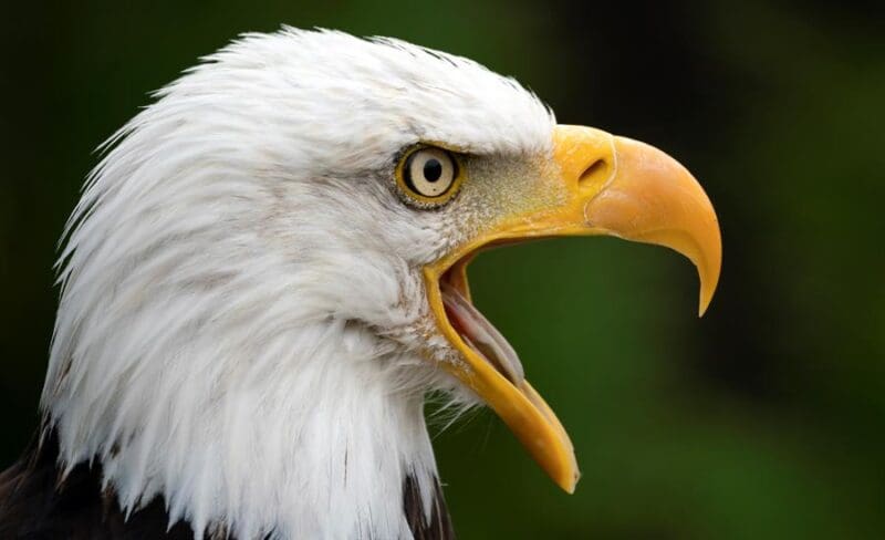 A bald eagle (Haliaeetus leucocephalus) shouts at zoo in Neunkirchen, Germany, 24 September 2019. EFE-EPA FILE/RONALD WITTEK