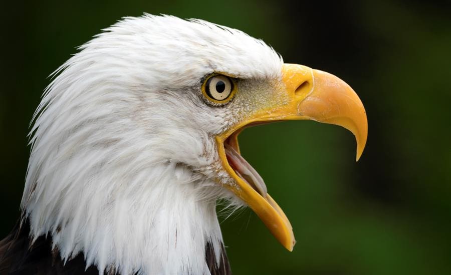 A bald eagle (Haliaeetus leucocephalus) shouts at zoo in Neunkirchen, Germany, 24 September 2019. EFE-EPA FILE/RONALD WITTEK