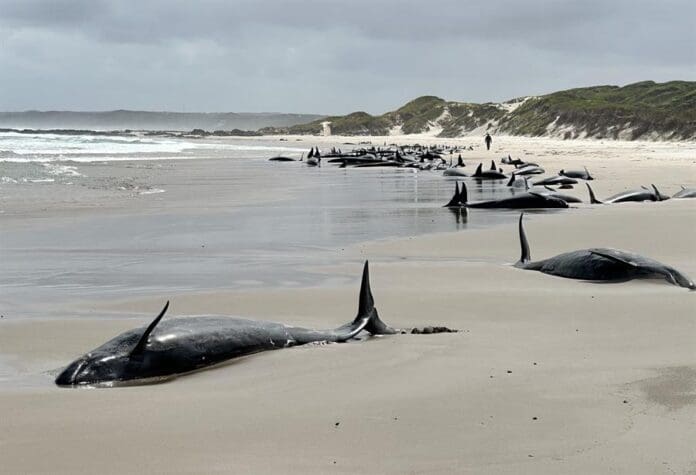 An undated handout photo made available by the Department of Natural Resources and Environment Tasmania (NRE Tas) on 19 February 2025 shows a group of whales stranded near Arthur River on Tasmania's west coast, Australia. EFE-EPA/DEPARTMENT OF NATURAL RESOURCES AND ENVIRONMENT TASMANIA
