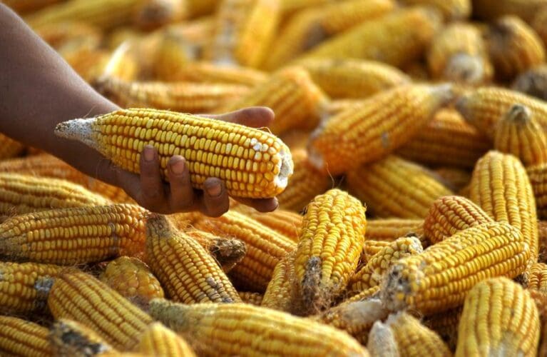 A farmer holds corn during the harvest in Qingdao in Shandong province (China). FILE EFE/Wu Hong