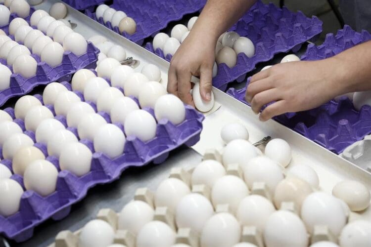 (FILE). Paul Maust sorts eggs after they are washed at Maust's California Poultry in Chino, California, US. March 06, 2025. EFE/EPA/CAROLINE BREHMAN