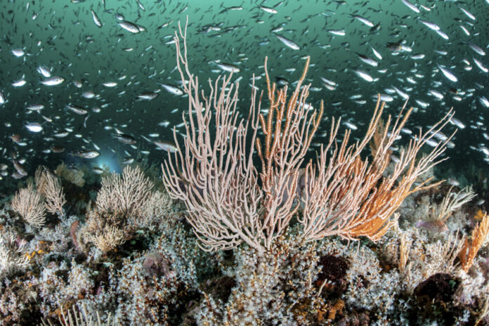 Global pressure mounts for binding plastic treaty at UN Ocean Summit Provided image of a marine ecosystem in the Gulf of Tribugá (Colombia). Jun. 11, 2025. EFE/Manu San Felix/Pristine Seas National Geographic EDITORIAL USE ONLY/AVAILABLE ONLY TO ILLUSTRATE THE ACCOMPANYING STORY (CREDIT REQUIRED)