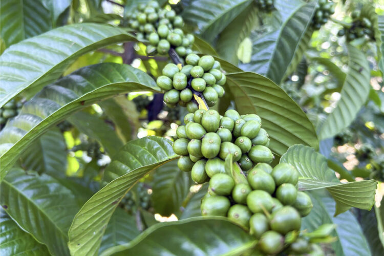 Photograph showing a coffee tree in Tapachula, Mexico. Jul. 25, 2025. EFE/ Juan Manuel Blanco