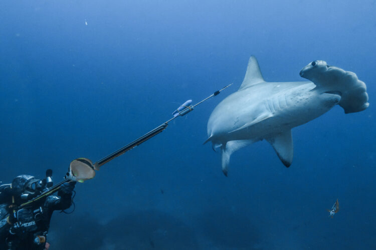 HANDOUT Photo of hammerhead shark provided by Mark Wong/Charles Darwin Foundation.