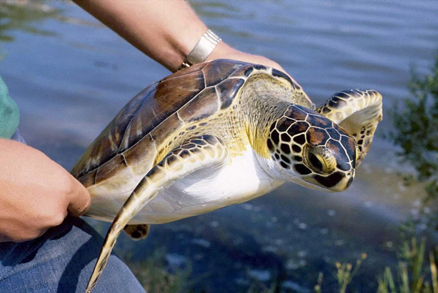 [FILE] Undated handout picture of a juvenile green turtle: Sea turtles use a "magnetic map" of the Earth to navigate across thousands of miles of open ocean, scientists have revealed. EPA/UCF UK AND IRELAND OUT[UK AND IRELAND OUT ]