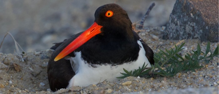 The American oystercatcher!