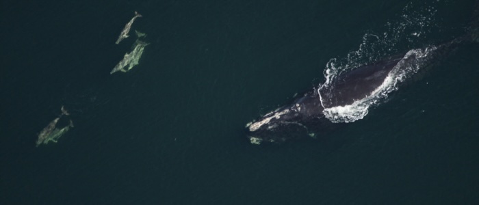 North Atlantic right whale and bottlenose dolphins (c) Florida Fish and Wildlife Conservation Commission, NOAA Research Permit # 594-1759
