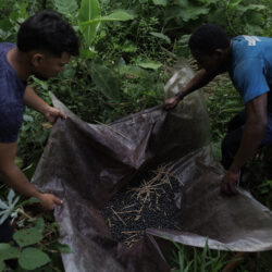 The agricultural experiment that aims to bring green back to the deforested Amazon.