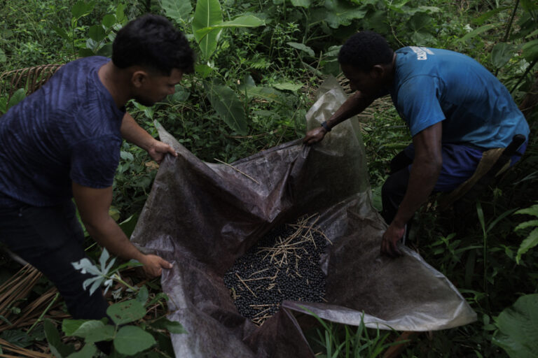 The agricultural experiment that aims to bring green back to the deforested Amazon.
