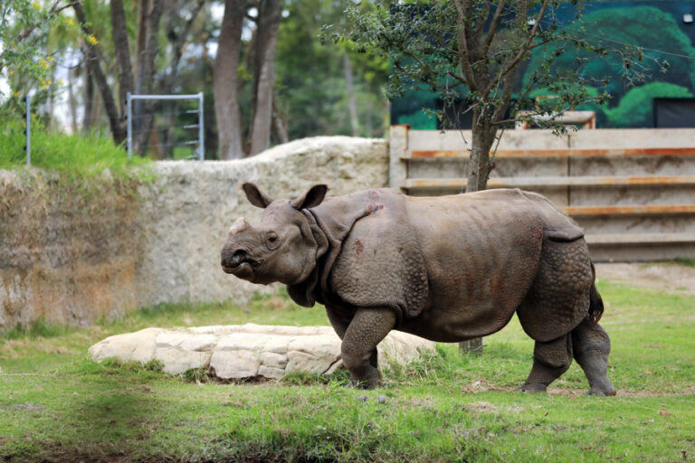 Guadalajara Zoo: a refuge for species in danger of extinction