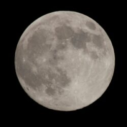 Moonlit mysteries of New Jersey’s wildlife