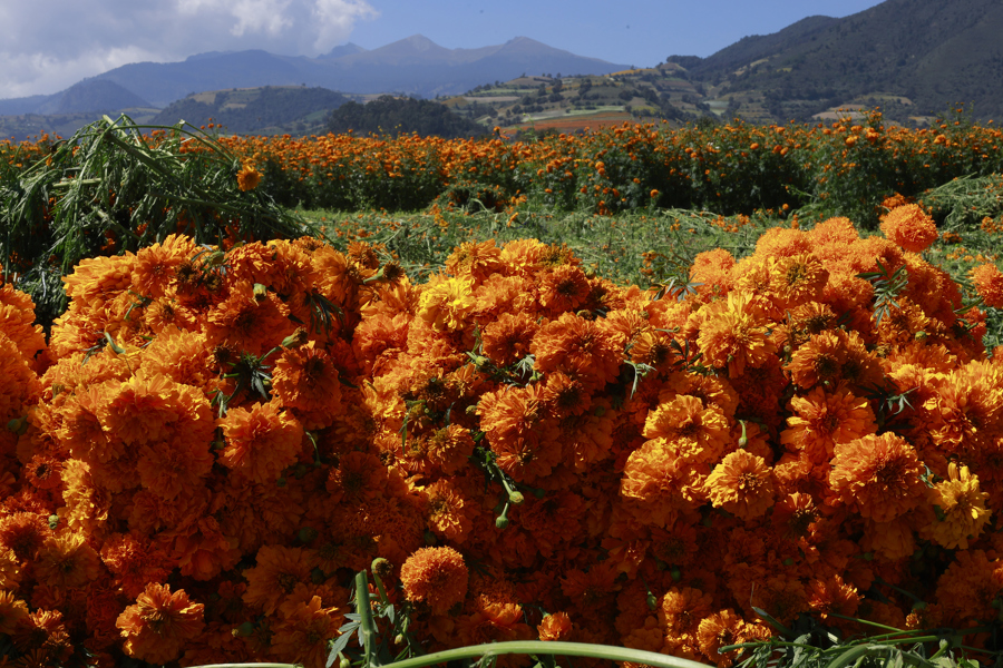 Photograph of marigold flowers, traditionally used to decorate altars, offerings, and graves during the Day of the Dead season this Friday in Tenango del Valle, State of Mexico (Mexico). Oct. 30, 2025. EFE/Felipe Gutiérrez