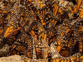 Undated photograph provided by the Michoacán Ministry of Tourism shows monarch butterflies at the Sierra Chincua sanctuary in Ocampo, Michoacán, Mexico. November 27, 2025. EFE/ Michoacán Secretary of Tourism/