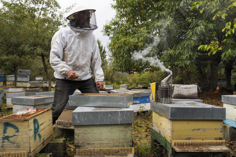 Spain faces Asian hornet invasion that has left three dead in Galicia