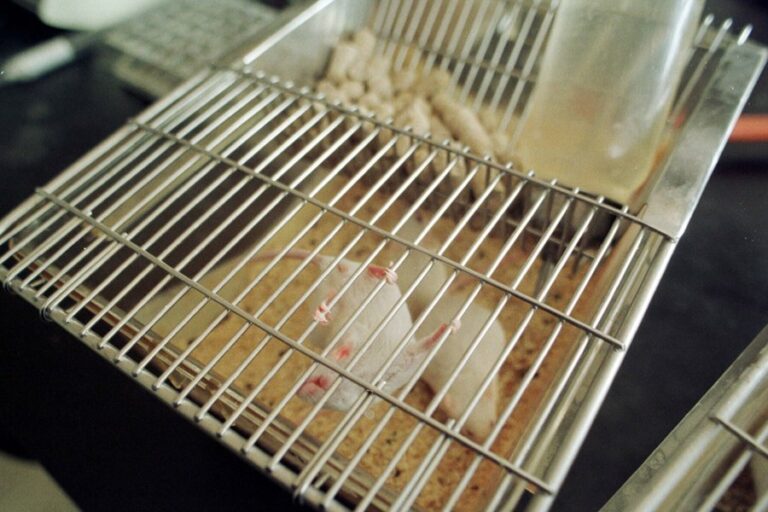 UK unveils plan to cut animal experiments