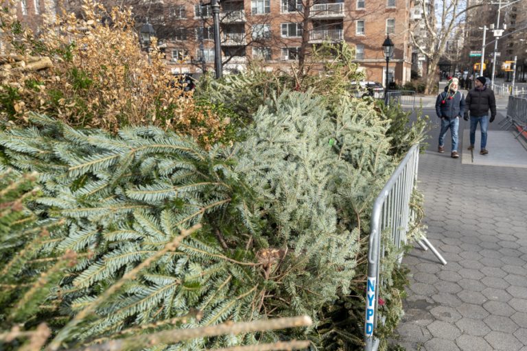 New York recycles Christmas trees to nourish its parks.