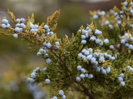 Eastern red cedar - Peter Gorman