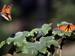 FILE) - File photograph dated December 15, 2014, showing two monarch butterflies. EFE/STR/ARCHIVO
