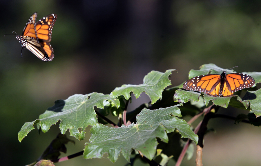 FILE) - File photograph dated December 15, 2014, showing two monarch butterflies. EFE/STR/ARCHIVO