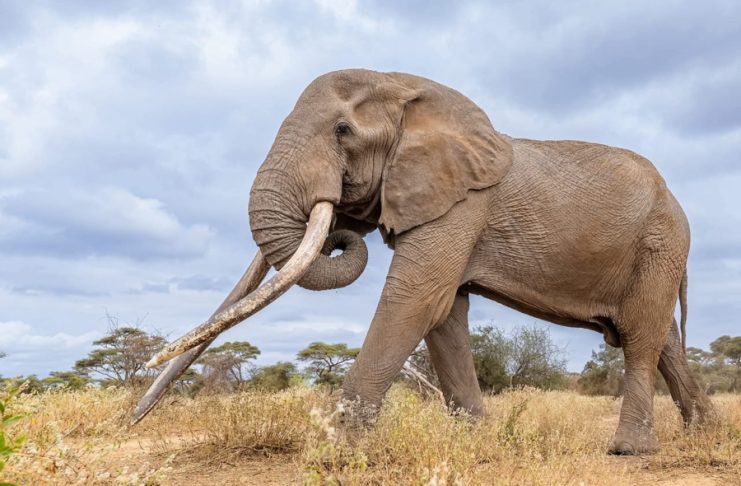 Craig, one of Africas last remaining super tuskers died early Saturday at the age of 54 in Kenyas Amboseli National Park, the Kenya Wildlife Service (KWS) said. EFE/Kenya