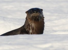 River otter on ice (c) Silver Leapers (1)
