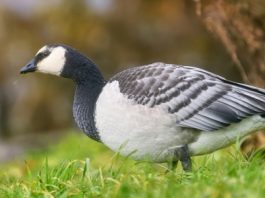 Winter visitors from the top of the world Barnacle goose (c) Andrey Gulivanov